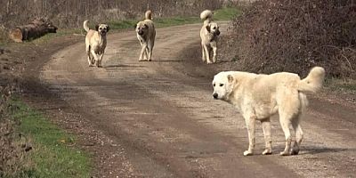 Başıboş sokak köpekleri düzenlemesi Meclis’ten geçerek yasalaştı